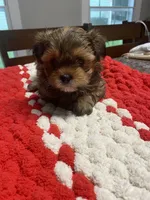 Charles boy, a male Shih Tzu and Yorkshire Terrier for sale in Cullman, AL – Photo 1 of 7