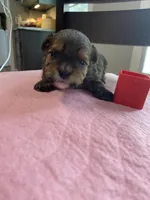 Charles boy, a male Shih Tzu and Yorkshire Terrier for sale in Cullman, AL – Photo 4 of 7