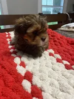 Charles boy, a male Shih Tzu and Yorkshire Terrier for sale in Cullman, AL – Photo 3 of 7