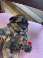 Charles boy, a male Shih Tzu and Yorkshire Terrier for sale in Cullman, AL – Photo 5 of 7