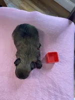 Charles boy, a male Shih Tzu and Yorkshire Terrier for sale in Cullman, AL – Photo 7 of 7