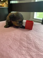 Charles boy, a male Shih Tzu and Yorkshire Terrier for sale in Cullman, AL – Photo 6 of 7