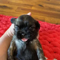 Ghinis sable boy, a male Shih Tzu for sale in Cullman, AL – Photo 3 of 4