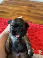 Ghinis sable boy, a male Shih Tzu for sale in Cullman, AL – Photo 3 of 4