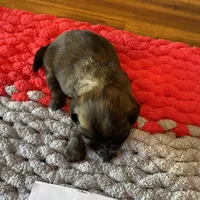 Ghinis sable boy, a male Shih Tzu for sale in Cullman, AL – Photo 4 of 4