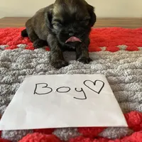 Ghinis sable boy, a male Shih Tzu for sale in Cullman, AL – Photo 2 of 4