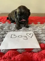 Ghinis sable boy, a male Shih Tzu for sale in Cullman, AL – Photo 2 of 4