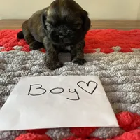 Ghinis sable boy, a male Shih Tzu for sale in Cullman, AL – Photo 1 of 4