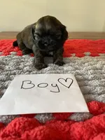 Ghinis sable boy, a male Shih Tzu for sale in Cullman, AL – Photo 1 of 4