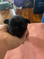 Boos tuxedo boy, a male Shih Tzu for sale in Cullman, AL – Photo 1 of 3