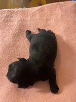 Boos tuxedo boy, a male Shih Tzu for sale in Cullman, AL – Photo 2 of 3