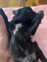 Boos tuxedo boy, a male Shih Tzu for sale in Cullman, AL – Photo 3 of 3