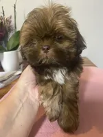 Dobie Girl, a female Shih Tzu for sale in Cullman, AL – Photo 1 of 2