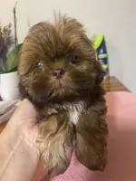 Dobie Girl, a female Shih Tzu for sale in Cullman, AL – Photo 2 of 2