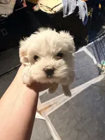 Mindy’s girl 3, a female Maltese for sale in Cullman, AL – 1 of 2