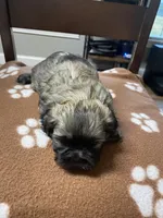 Clios boy, a male Shih Tzu for sale in Cullman, AL – Photo 2 of 2