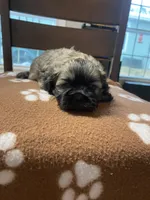 Clios boy, a male Shih Tzu for sale in Cullman, AL – Photo 1 of 2