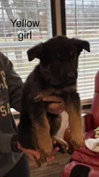 Yellow collar female , a male German Shepherd Dog for sale in New Haven, KY – Photo 2 of 8