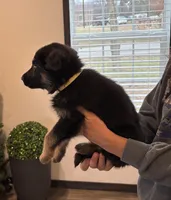 Yellow collar female , a male German Shepherd Dog for sale in New Haven, KY – Photo 5 of 8