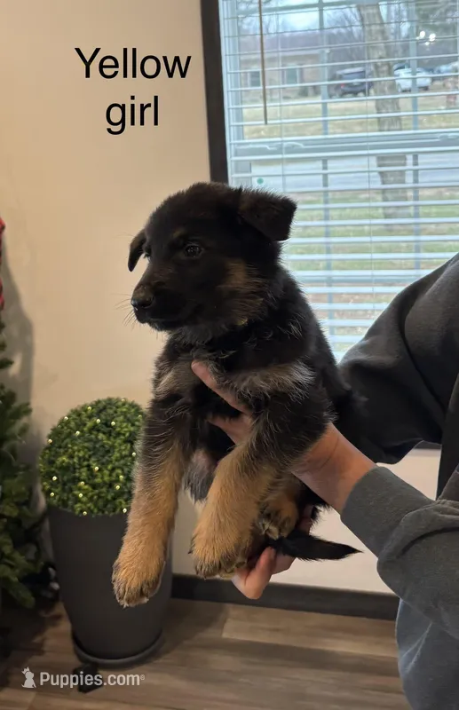 Yellow collar female 