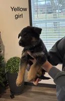 Yellow collar female , a male German Shepherd Dog for sale in New Haven, KY – Photo 1 of 8