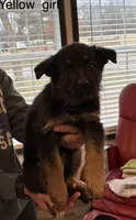 Yellow collar female , a male German Shepherd Dog for sale in New Haven, KY – Photo 3 of 8