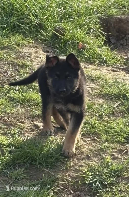 Yellow collar female  – German Shepherd Dog puppy for sale in New Haven, KY