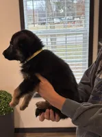 Yellow collar female , a male German Shepherd Dog for sale in New Haven, KY – Photo 4 of 8