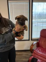 Black collar boy, a male German Shepherd Dog for sale in New Haven, KY – Photo 9 of 10
