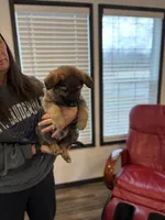 Black collar boy, a male German Shepherd Dog for sale in New Haven, KY – Photo 7 of 10
