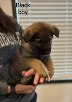 Black collar boy, a male German Shepherd Dog for sale in New Haven, KY – Photo 6 of 10
