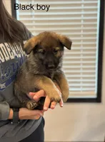 Black collar boy, a male German Shepherd Dog for sale in New Haven, KY – Photo 5 of 10