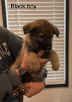 Black collar boy, a male German Shepherd Dog for sale in New Haven, KY – Photo 2 of 10