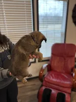 Black collar boy, a male German Shepherd Dog for sale in New Haven, KY – Photo 8 of 10