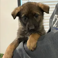 Pink collar girl , a female German Shepherd Dog for sale in New Haven, KY – Photo 5 of 8