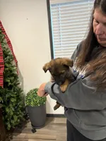 Pink girl , a female German Shepherd Dog for sale in New Haven, KY – Photo 8 of 8