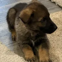 Pink collar girl , a female German Shepherd Dog for sale in New Haven, KY – Photo 6 of 8