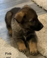Pink girl , a female German Shepherd Dog for sale in New Haven, KY – Photo 6 of 8