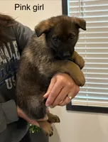 Pink girl , a female German Shepherd Dog for sale in New Haven, KY – Photo 4 of 8