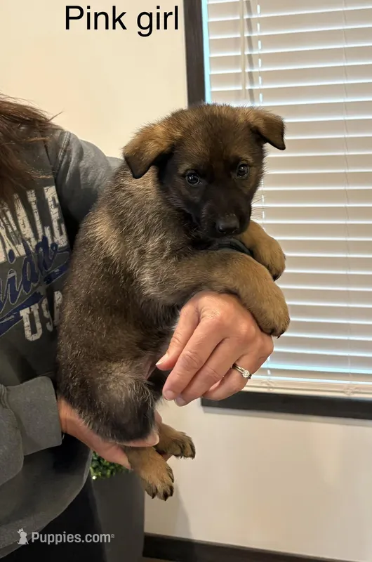 Pink girl , a female German Shepherd Dog for sale in New Haven, KY – Photo 1 of 8