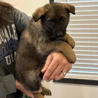 Pink collar girl , a female German Shepherd Dog for sale in New Haven, KY – Photo 1 of 8