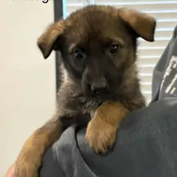 Pink collar girl , a female German Shepherd Dog for sale in New Haven, KY – Photo 2 of 8