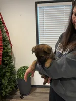 Pink girl , a female German Shepherd Dog for sale in New Haven, KY – Photo 7 of 8