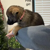 Pink collar girl , a female German Shepherd Dog for sale in New Haven, KY – Photo 3 of 8