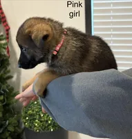 Pink girl , a female German Shepherd Dog for sale in New Haven, KY – Photo 3 of 8