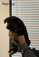 Red collar boy, a male German Shepherd Dog for sale in New Haven, KY – Photo 5 of 9