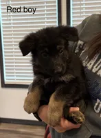 Red collar boy, a male German Shepherd Dog for sale in New Haven, KY – Photo 2 of 9