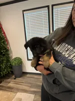 Red collar boy, a male German Shepherd Dog for sale in New Haven, KY – Photo 8 of 9