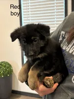 Red collar boy, a male German Shepherd Dog for sale in New Haven, KY – Photo 6 of 9