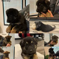 Red collar boy, a male German Shepherd Dog for sale in New Haven, KY – Photo 9 of 9